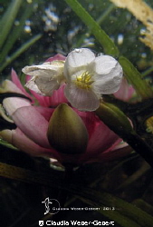 under the surface....
series by Claudia Weber-Gebert 